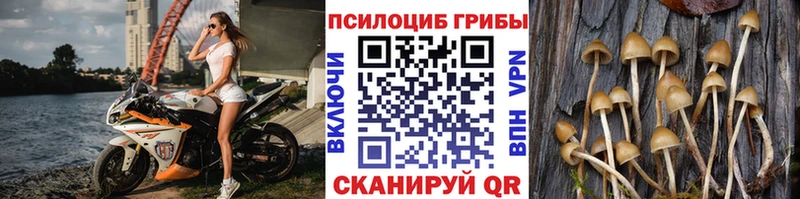 Псилоцибиновые грибы Psilocybe Карабаново